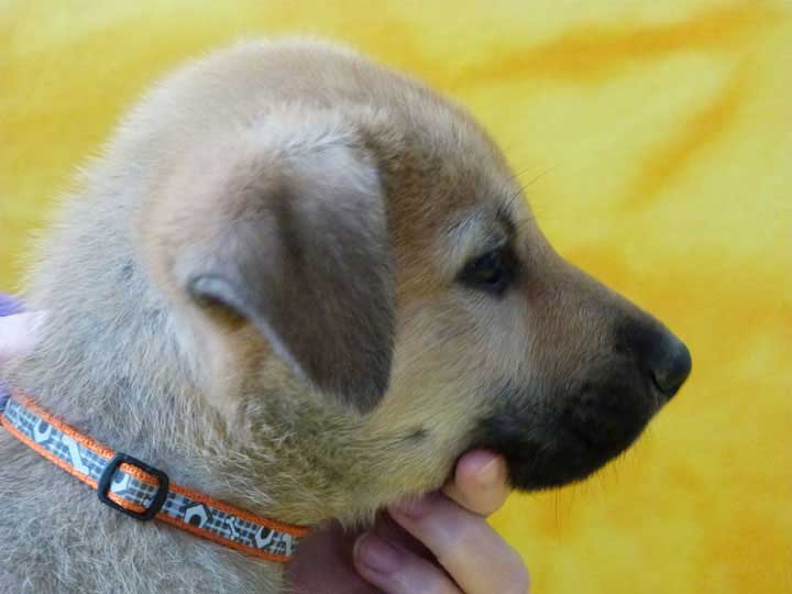 chinook puppy
